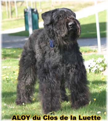  Bouvier des Flandres expositions tous prim&eacute;s